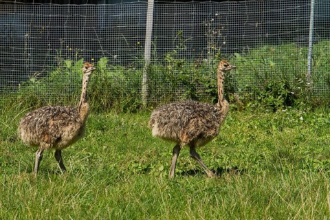 Common ostriches