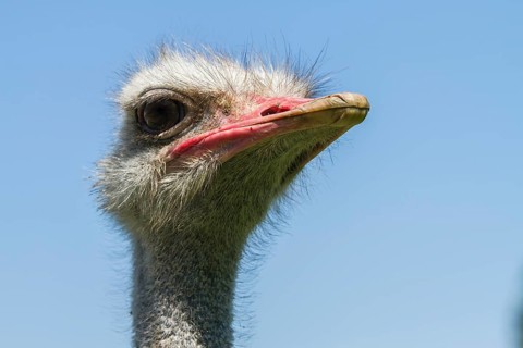 Common ostrich