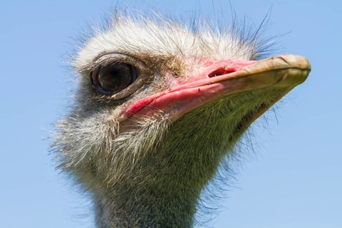 Common ostrich