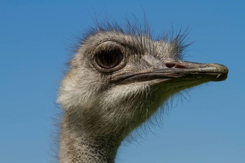 Common ostrich