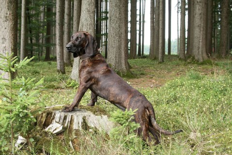 Hanoverian Hound