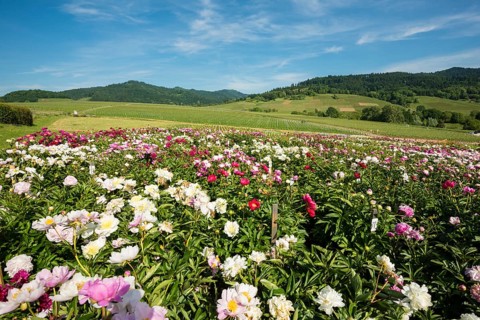 Blooming peonies in Laufen