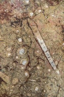 Orthoceras