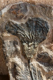 Crinoidea