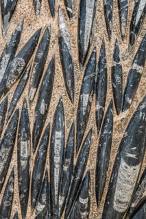 Orthoceras