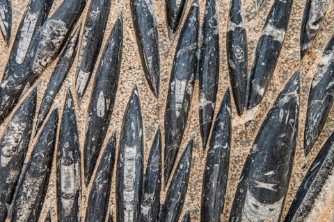 Orthoceras
