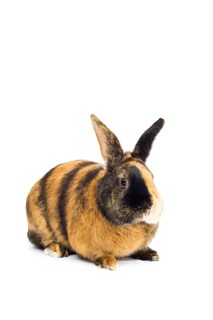 Harlequin rabbit or Japanese rabbit