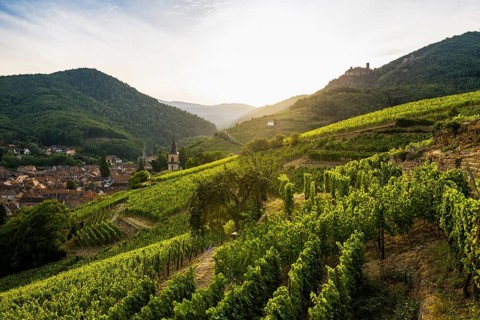Village with castle ruins in the vineyards at sunset