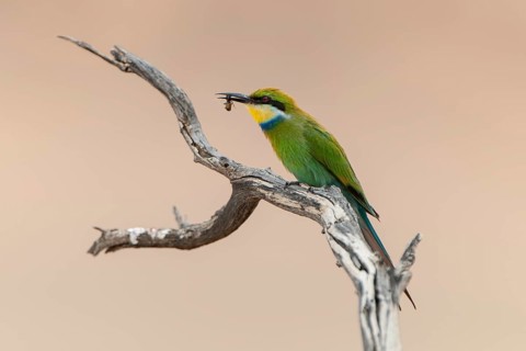 Swallow-tailed bee-eater