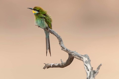 Swallow-tailed bee-eater
