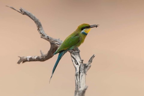 Swallow-tailed bee-eater