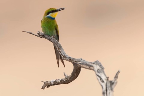 Swallow-tailed bee-eater