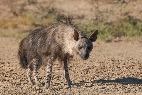 Brown hyena