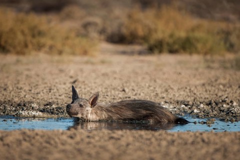 Brown hyena