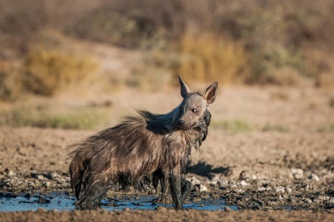 Brown hyena