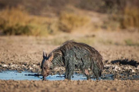 Brown hyena