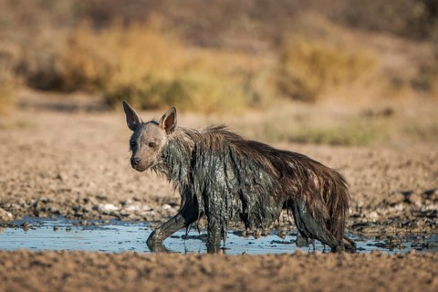Brown hyena
