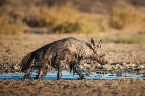 Brown hyena