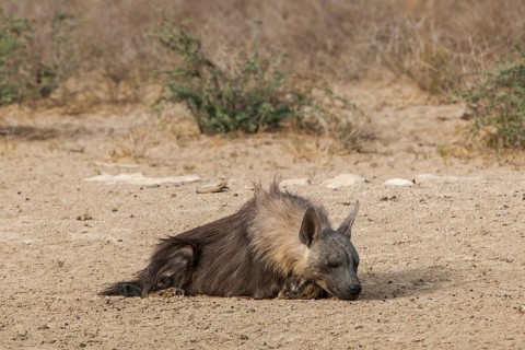 Brown hyena