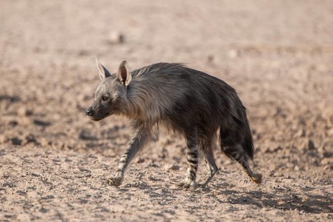 Brown hyena