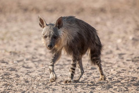 Brown hyena