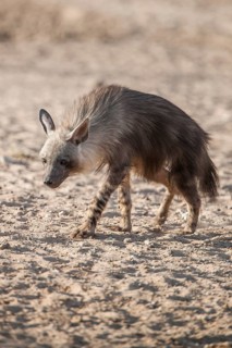 Brown hyena