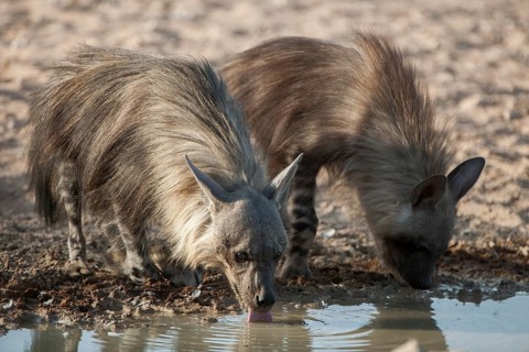 Brown hyena