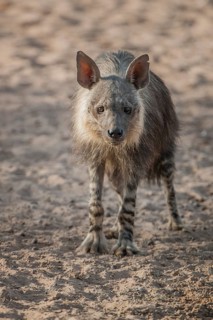 Brown hyena