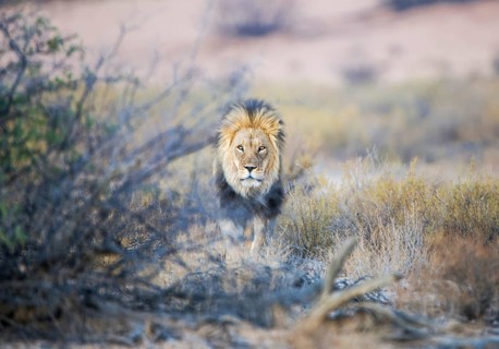 Lion