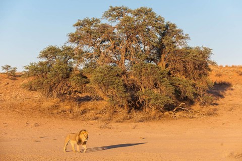 Lion