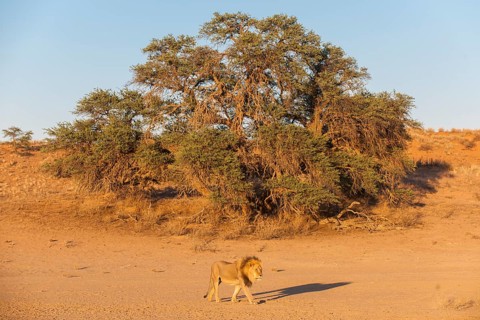 Lion
