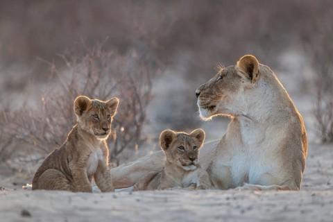 Lioness
