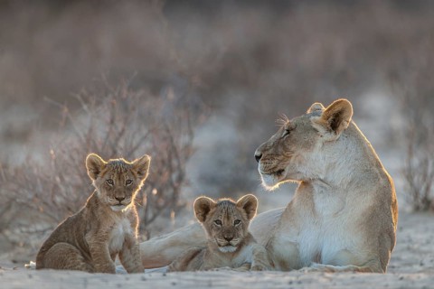 Lioness
