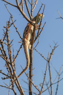 Rock agama or Knobel's Agama