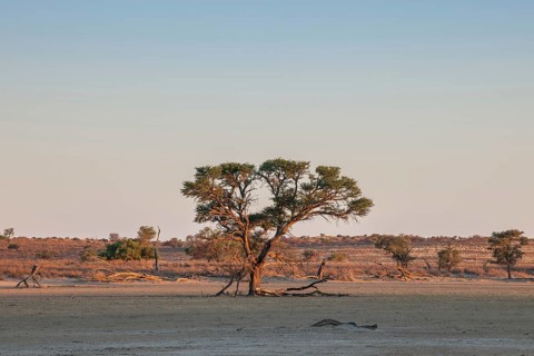 Camel thorn