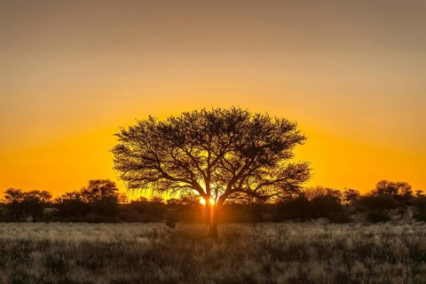 Camel thorn
