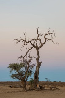 Camel thorn