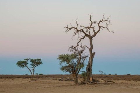 Camel thorn