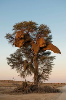 Camel thorn