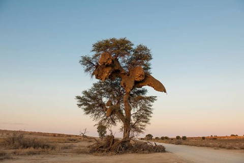 Camel thorn