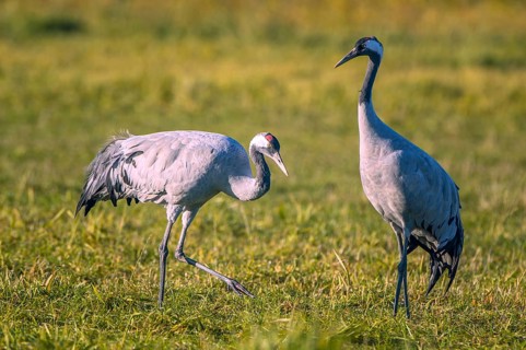 Eurasian or common crane