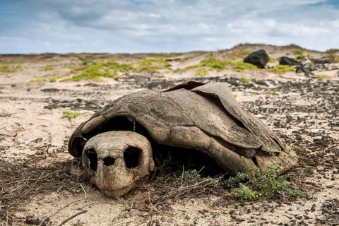 Skeleton of a Loggerhead sea turtle