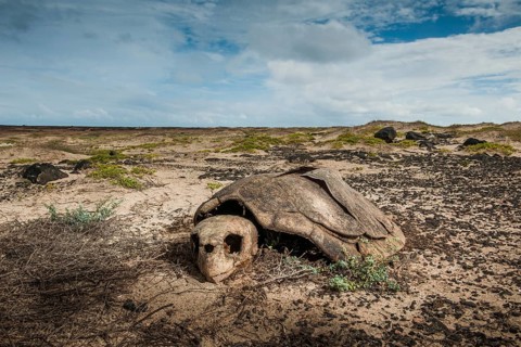 Skeleton of a Loggerhead sea turtle