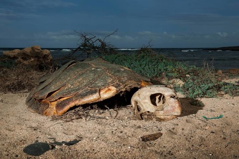 Skeleton of a Loggerhead sea turtle