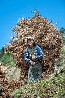 Woman carrying dried fern as fodder to her farm