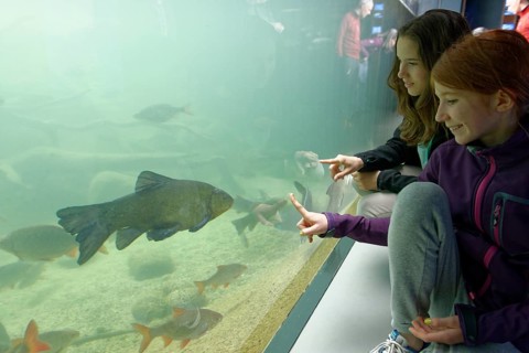 Girls in front of an aquarium with fish in Muritzeum
