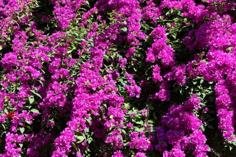 Pink bougainvillea
