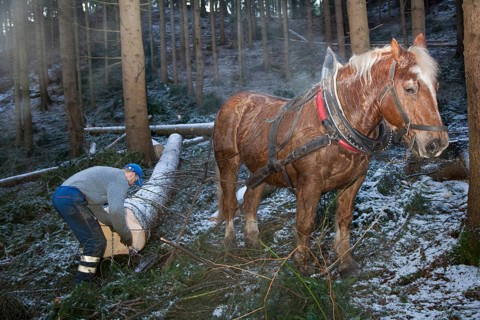 Forest worker and logging horse doing forest work