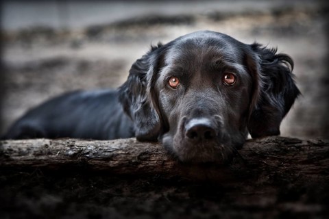 Labrador mongrel looking over a tree trunk