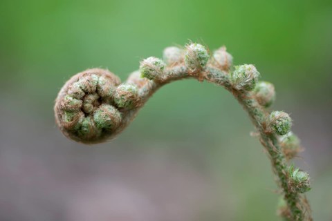 Soft shield fern
